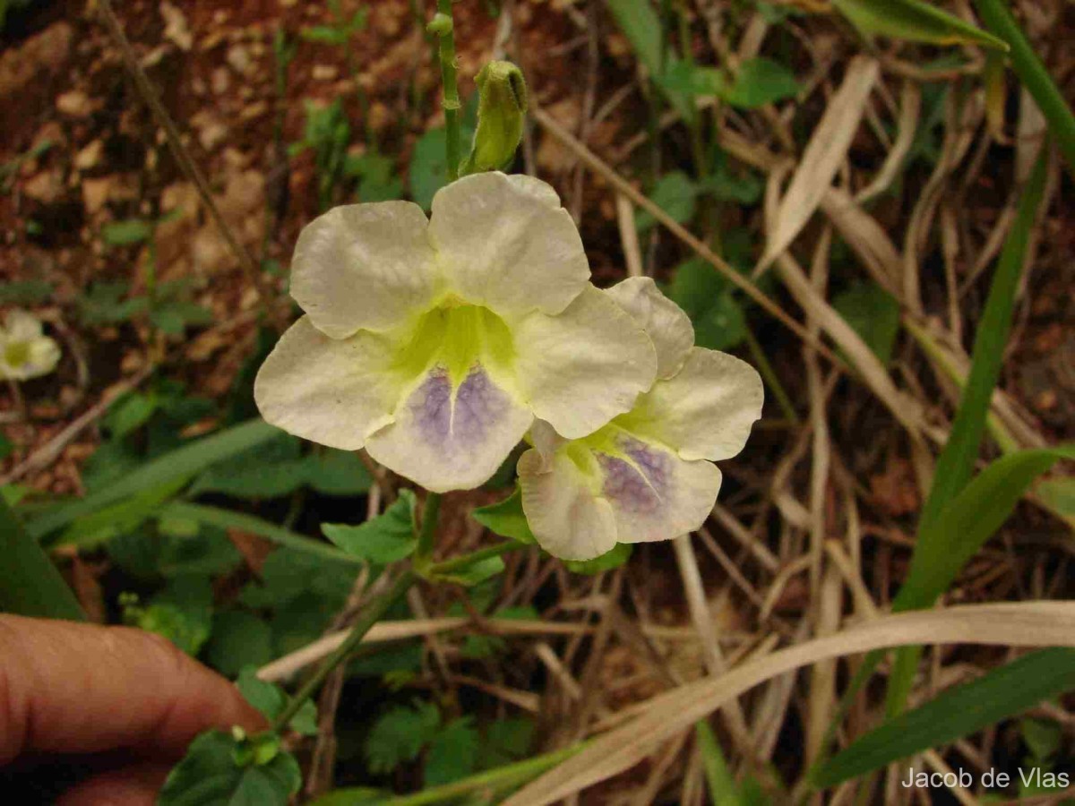 Asystasia gangetica (L.) T.Anderson